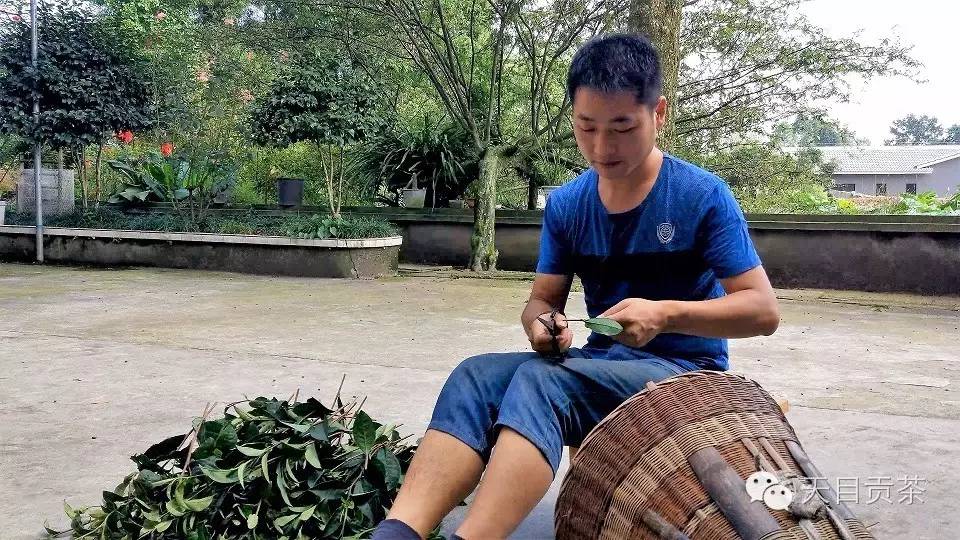七夕佳令，我愿发心种古茶！